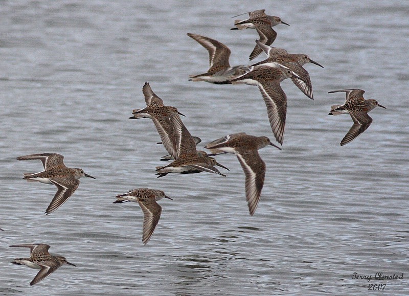 5-07-07 dunlins detail 6009 c5r.jpg