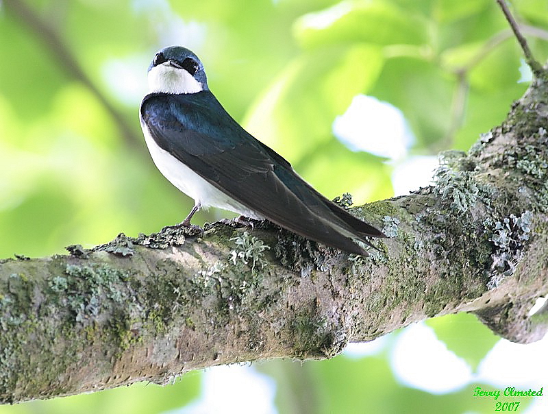 5-07-07 tree swallow 6094c1r.jpg