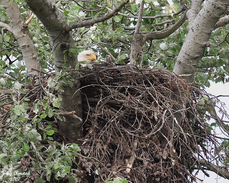 5-07-07 mom or dad on the lookout 6033 c1r.jpg