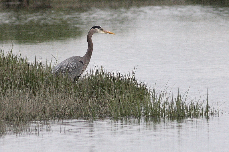 5-07-07 heron 5975 c1r.JPG