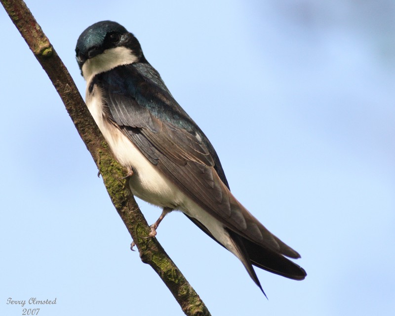 5-07-07 tree swallow 6071 c1r.jpg
