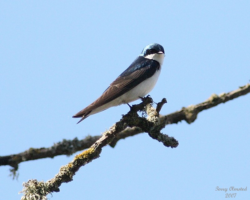 5-07-07 tree swallow 6097c1r.jpg