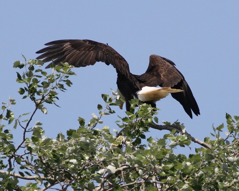 5-11-07 george landing on perch 6394c2r.jpg