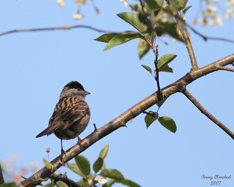 5-11-07 gc sparrow 6234r.jpg