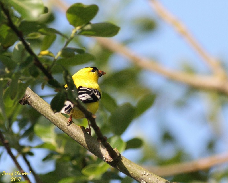 5-11-07 goldfinch in the hand 6237c1r.jpg