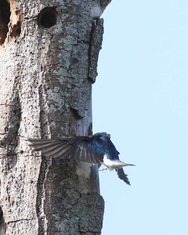 5-11-07 tree swallow at apt 6247r.jpg