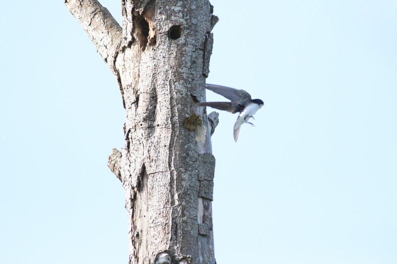 5-11-07 tree swallow lvg apt 6246ffr.jpg