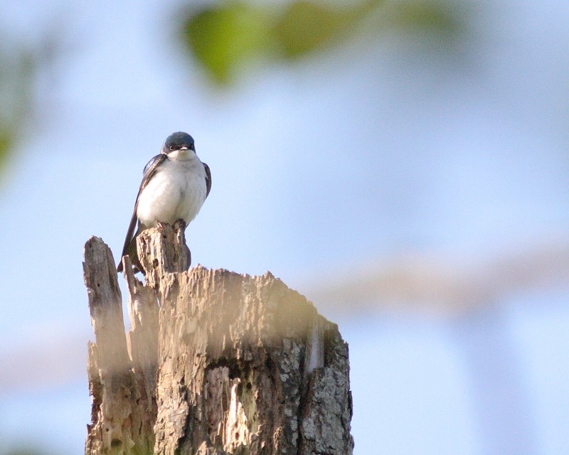 5-11-07 tree swallow on apt bldg 6245r.jpg