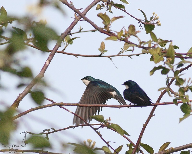 5-11-07 tree swallows 6240r.jpg