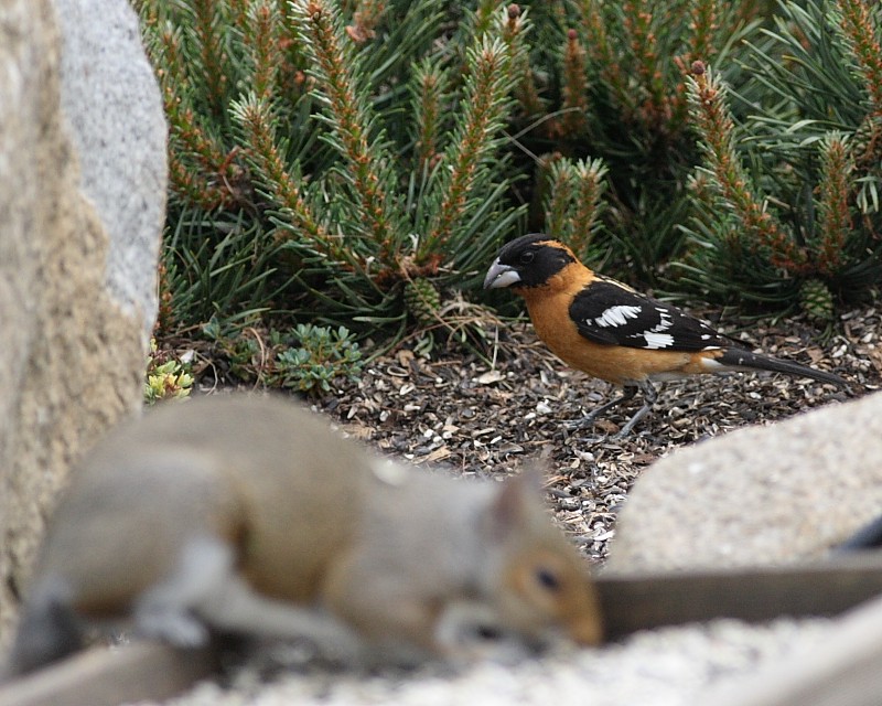bh grosbeak and squirrel 6691 c1r.jpg