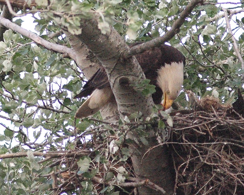5-22-07 Martha feeding young 6779 c1r.jpg