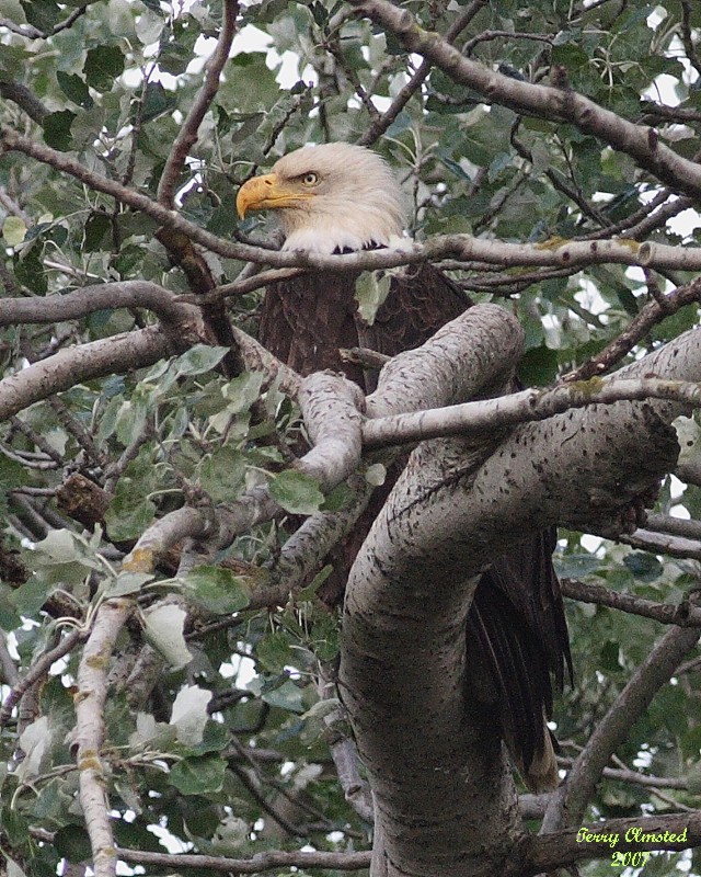 5-22-07 Martha on the lookout from the nest 6806 c1r.jpg
