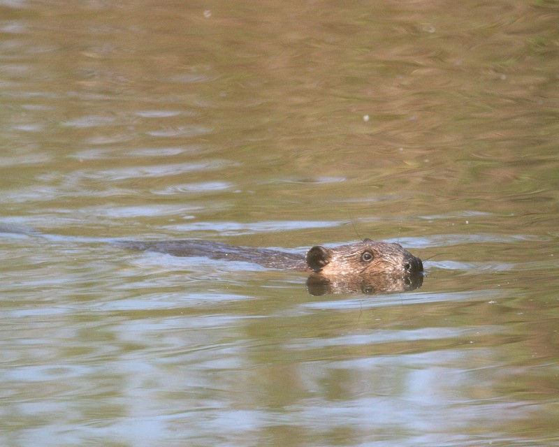 5-22-07 Muskrat 6815 c1r.jpg