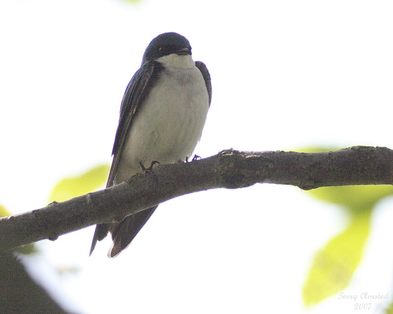 5-22-07 tree swallow 6888 c1r.jpg
