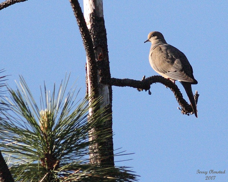 5-29-07 Mourning Dove Wenatchee R c1r.jpg
