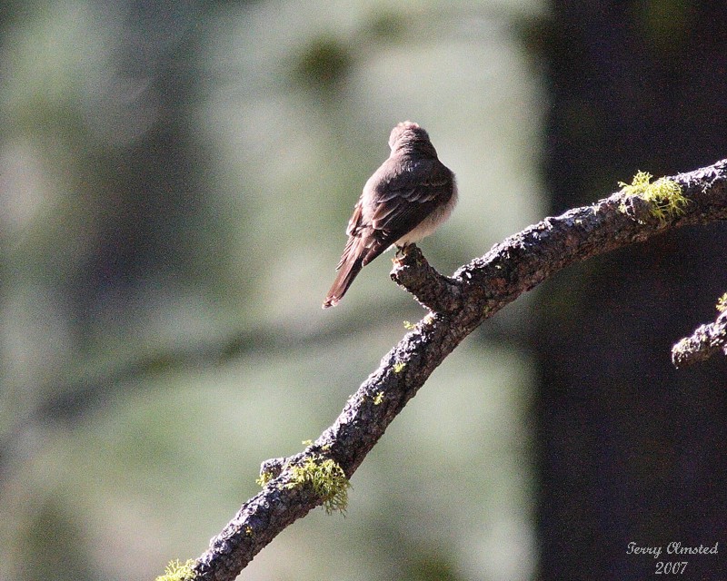 5-29-07 kinglet or flycatcher maybe 7054 c1r.jpg