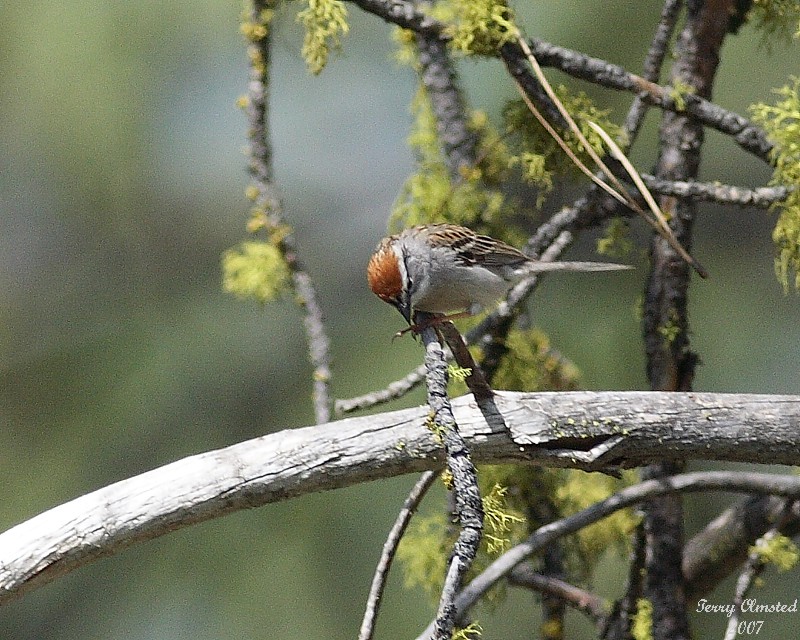 5-26-07 chipping sparrow 6974 c1r.jpg