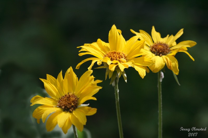 5-26-07 arrow-leaf balsamroot 6972 ffr.jpg