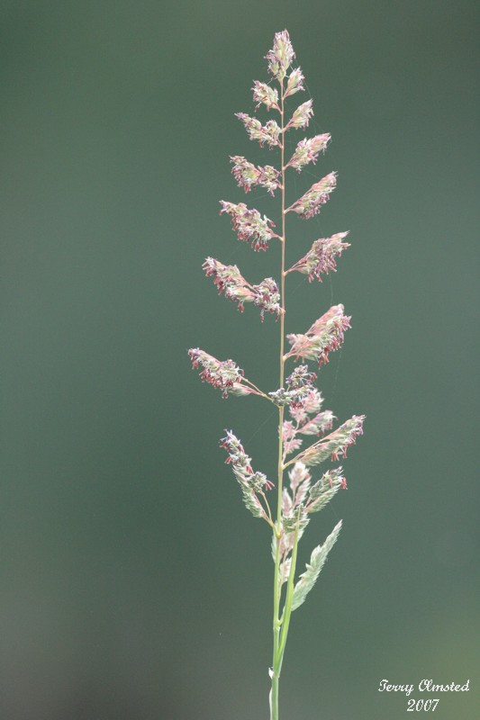 6-12-07 grass 7428r.jpg