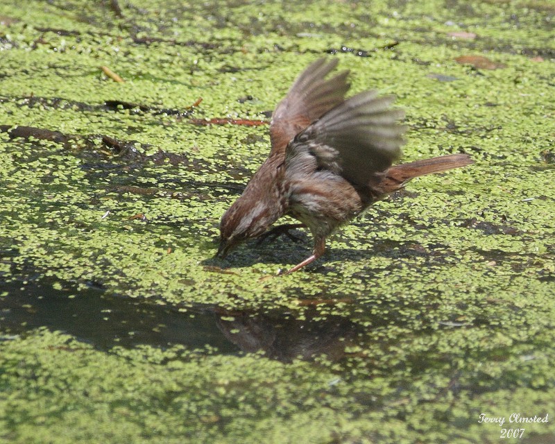 6-12-07 song sparrow 7467r.jpg