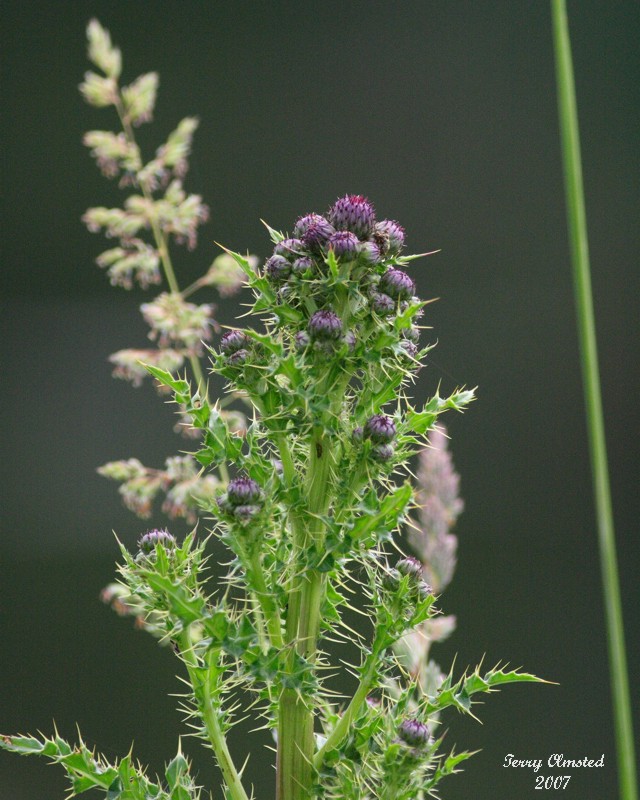 6-12-07 thistle and grass 7430r.jpg