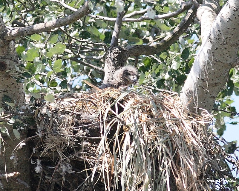 6-8-07 eaglet 7161 r.jpg