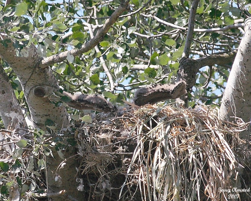 6-8-07 eaglet 7225 r.jpg
