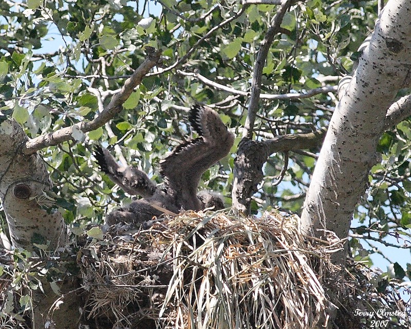 6-8-07 eaglet 7228 r.jpg