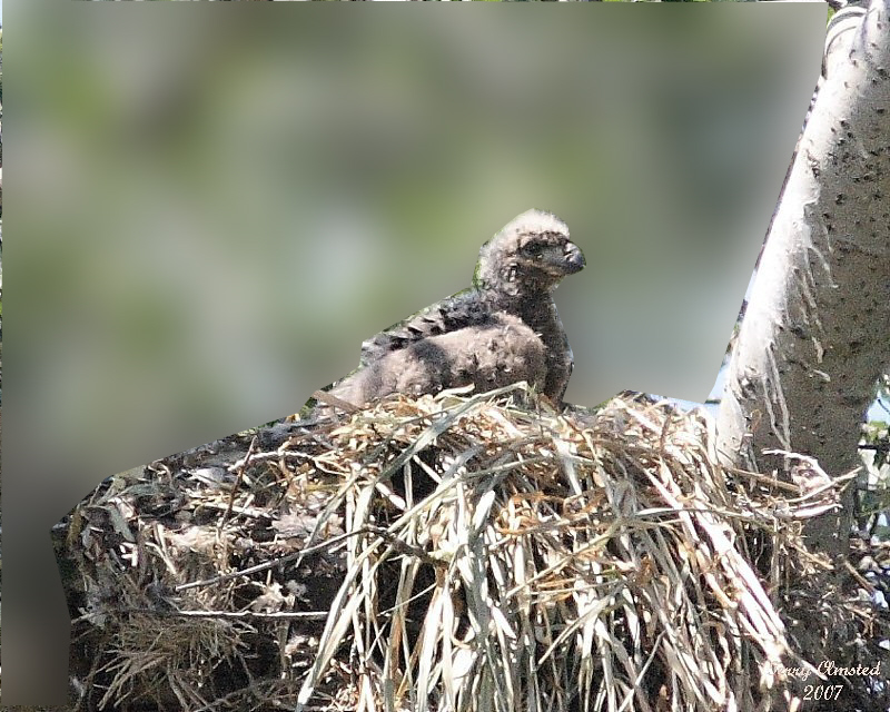 6-8-07 eaglet 7232 adj 2 r.jpg