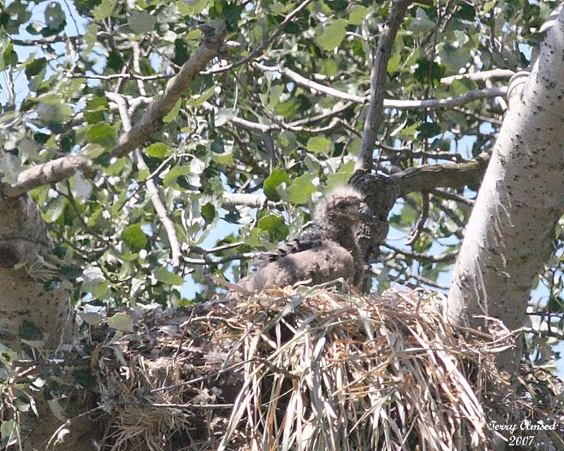 6-8-07 eaglet 7234 r.jpg