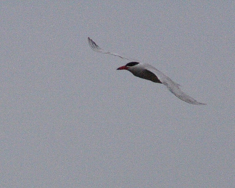 6-18-07 caspian tern 7648r.jpg