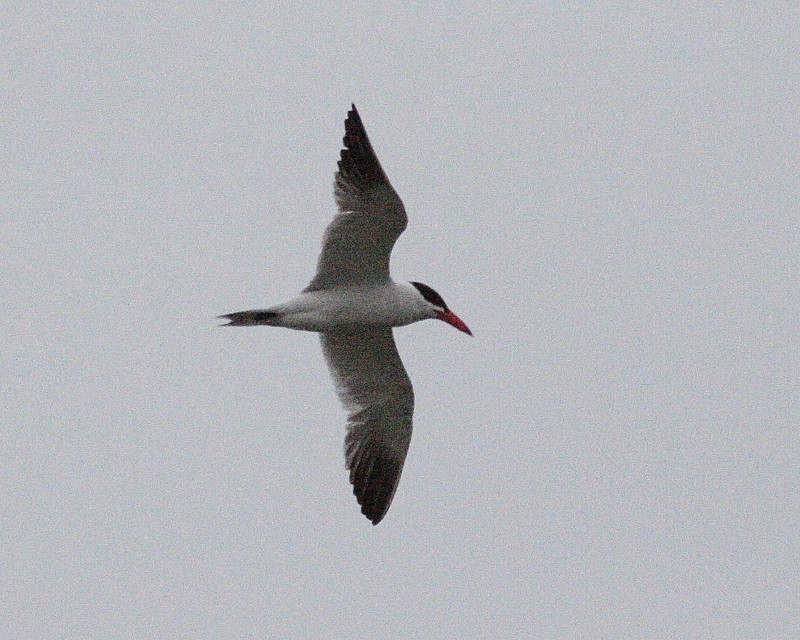 6-18-07 caspian tern 7650r.jpg