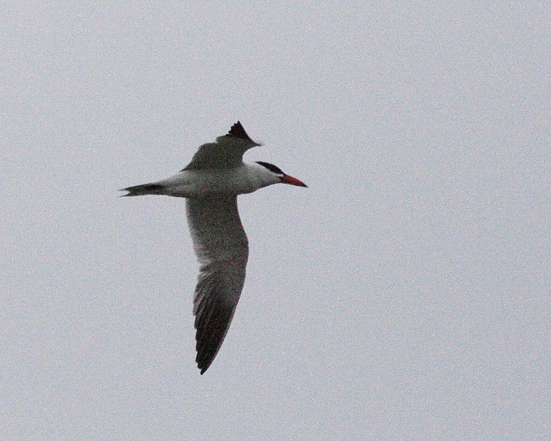 6-18-07 caspian tern 7651r.jpg