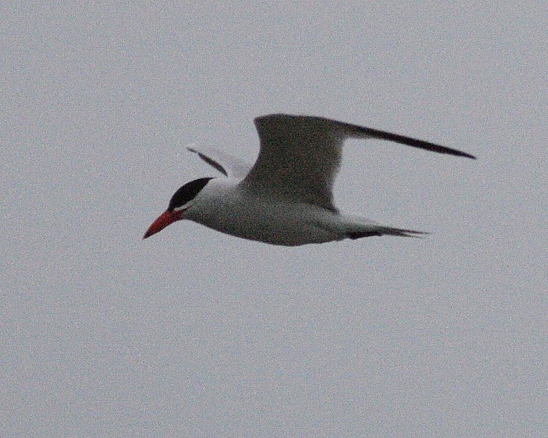 6-18-07 caspian tern 7657r.jpg