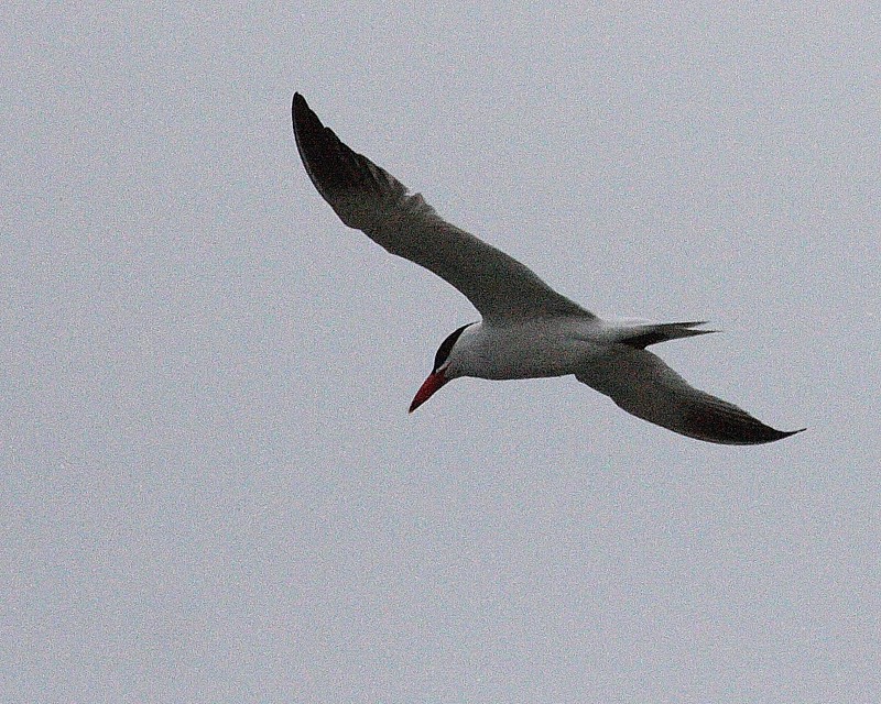 6-18-07 caspian tern 7662r.jpg