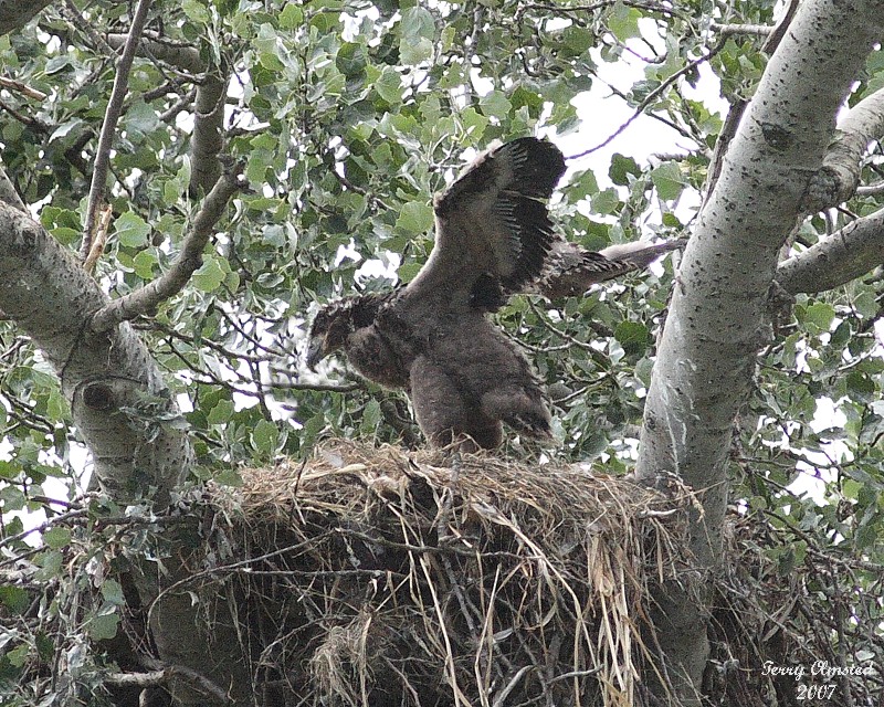 6-18-07 eaglet 7854 c1r2.jpg