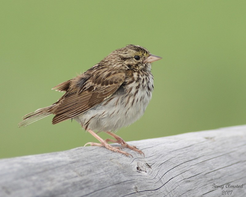 6-18-07 song sparrow on the fence7842 r.jpg