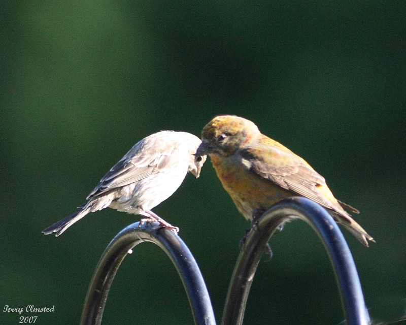 6-20-07 crossbills 7917r.jpg
