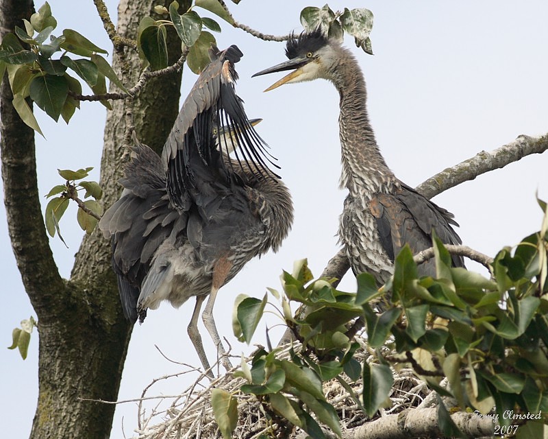 6-22-07 heron pair 8050r.jpg