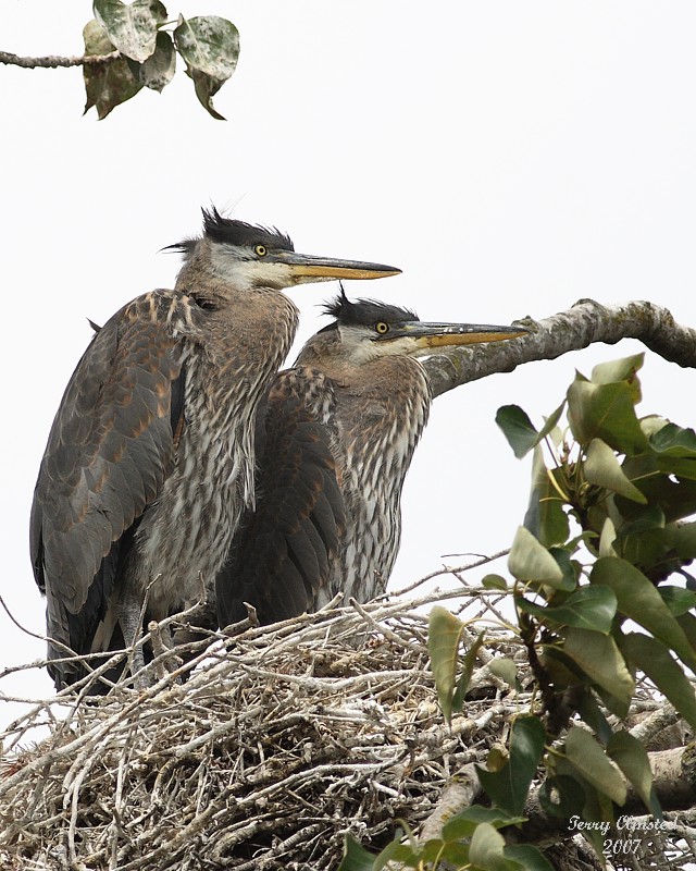 6-22-07 heron pair 8082 c1r.jpg