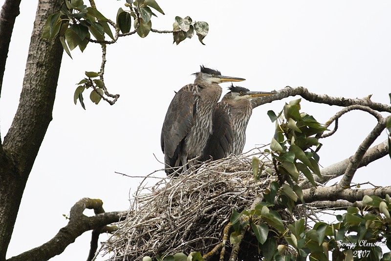 6-22-07 heron pair 8082r.jpg