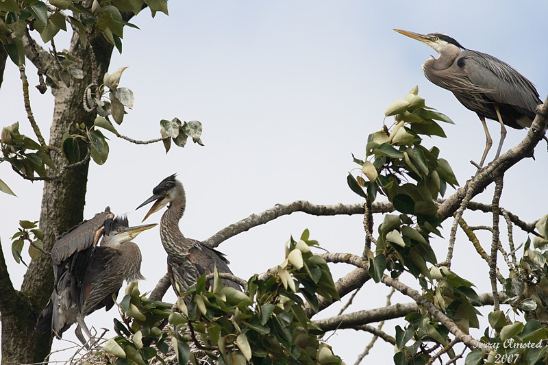6-22-07 heron pair and Mom 8059r.jpg