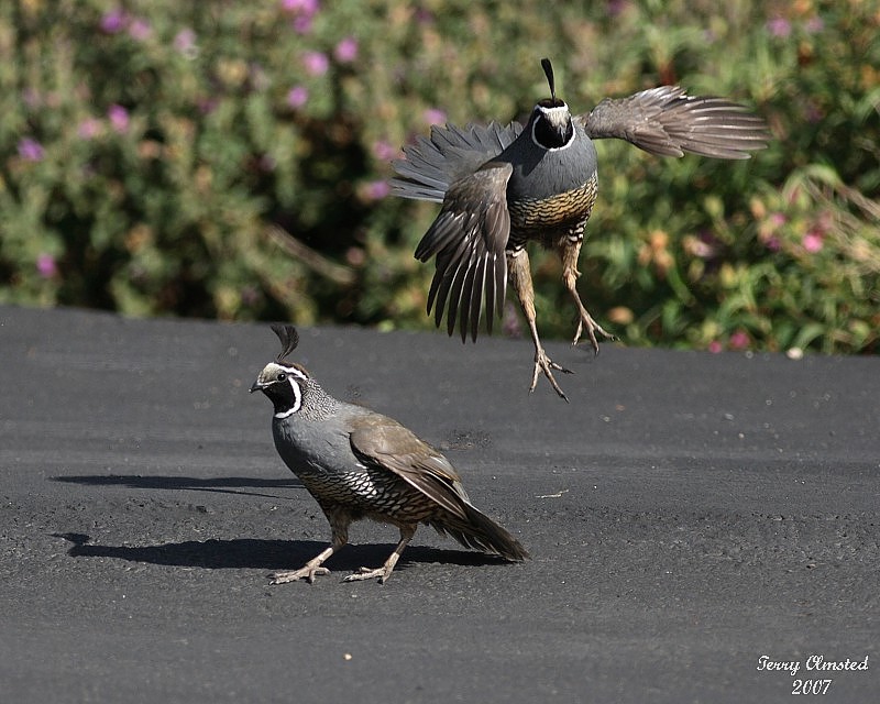 6-27-07 quails chase _8244 r.jpg
