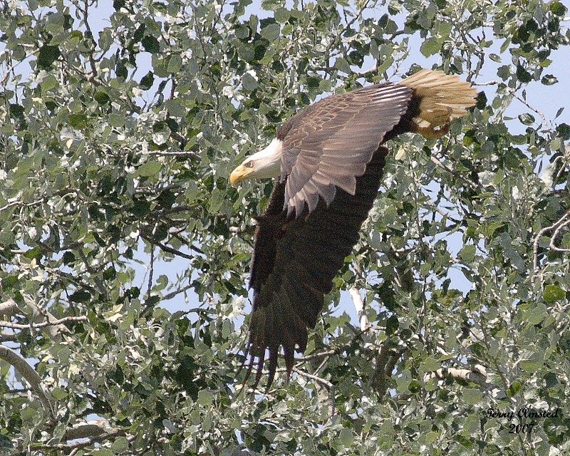6-26-07 George leaving nest 8213 c1r.jpg