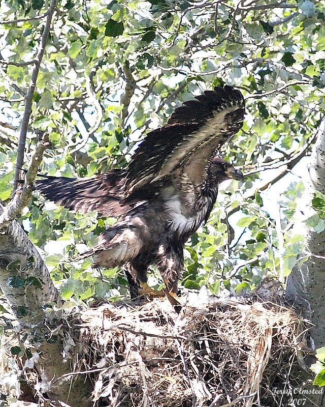 7-10-07 junior in full flap 4958 c1r.jpg