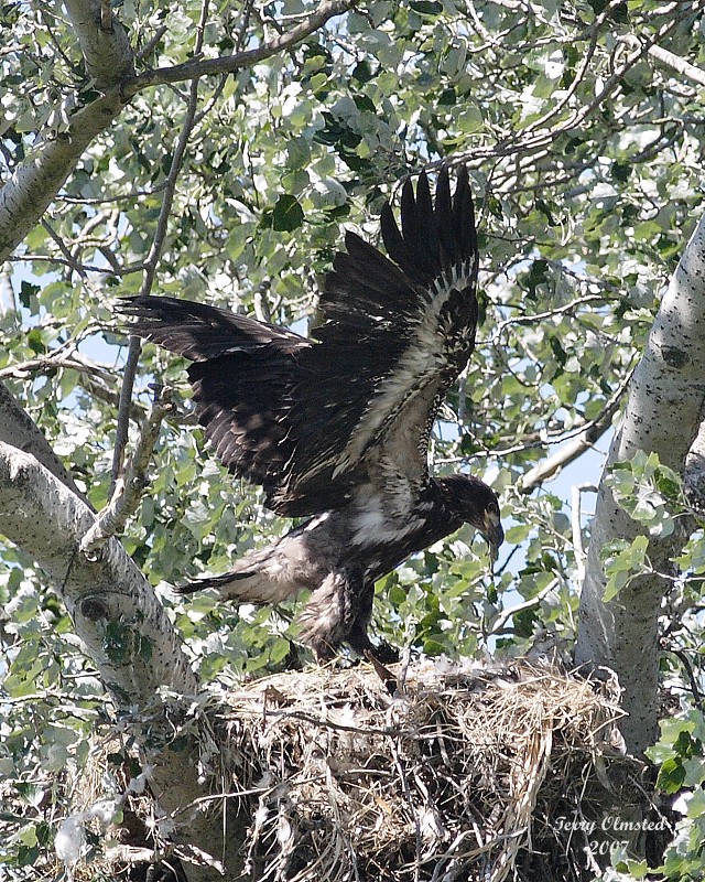 7-10-07 junior in full flap 4960 c1r.jpg