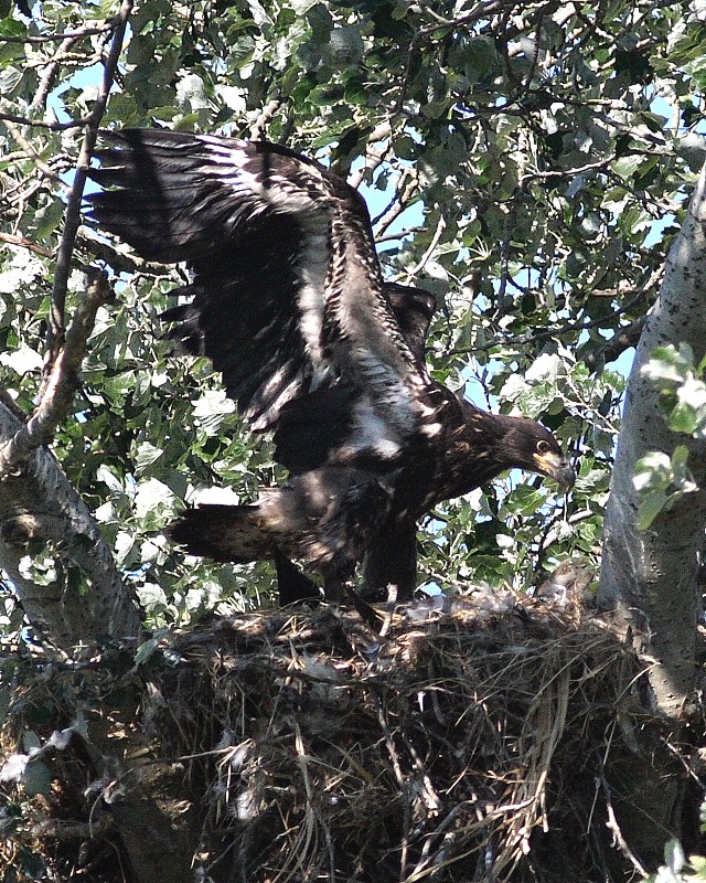 7-10-07 junior in full flap 8797r.jpg