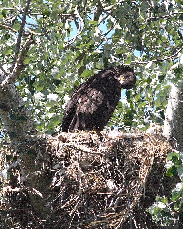 7-10-07 junior preening 8831 c1r.jpg