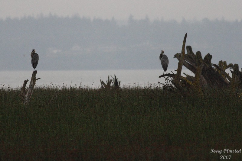 7-18-07 Herons on a rainy day _9093r.jpg