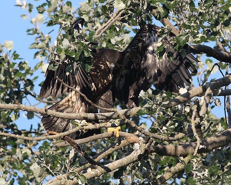 8-1-07  junior in flight_9779r.JPG